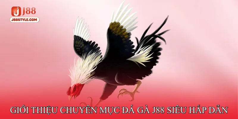 Giới thiệu chuyên mục đá gà J88 siêu hấp dẫn
